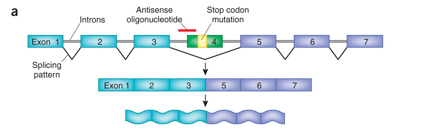 http://www.nature.com/nm/journal/v16/n2/fig_tab/nm0210-170_F1.html