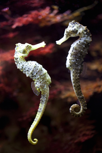 Sea Horses via Shutterstock.com