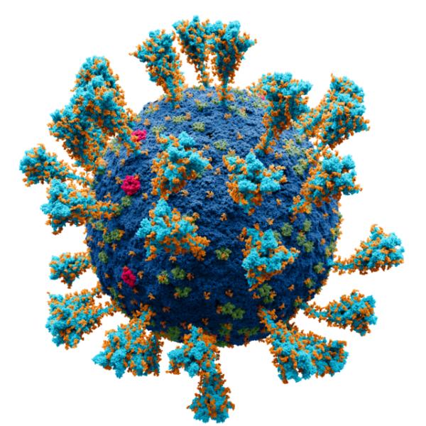 COVID virus, Wikimedia Commons