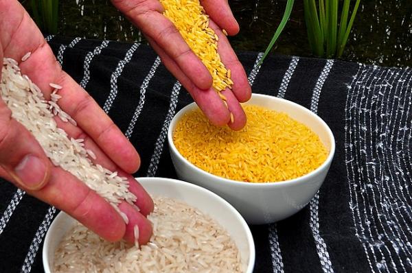 Golden Rice on the right